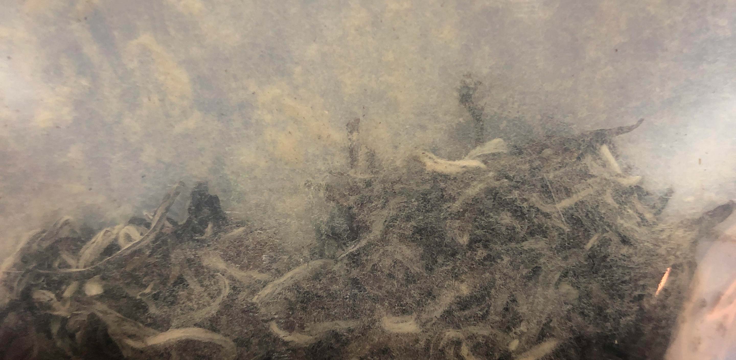 What’s that fuzz in my tea?