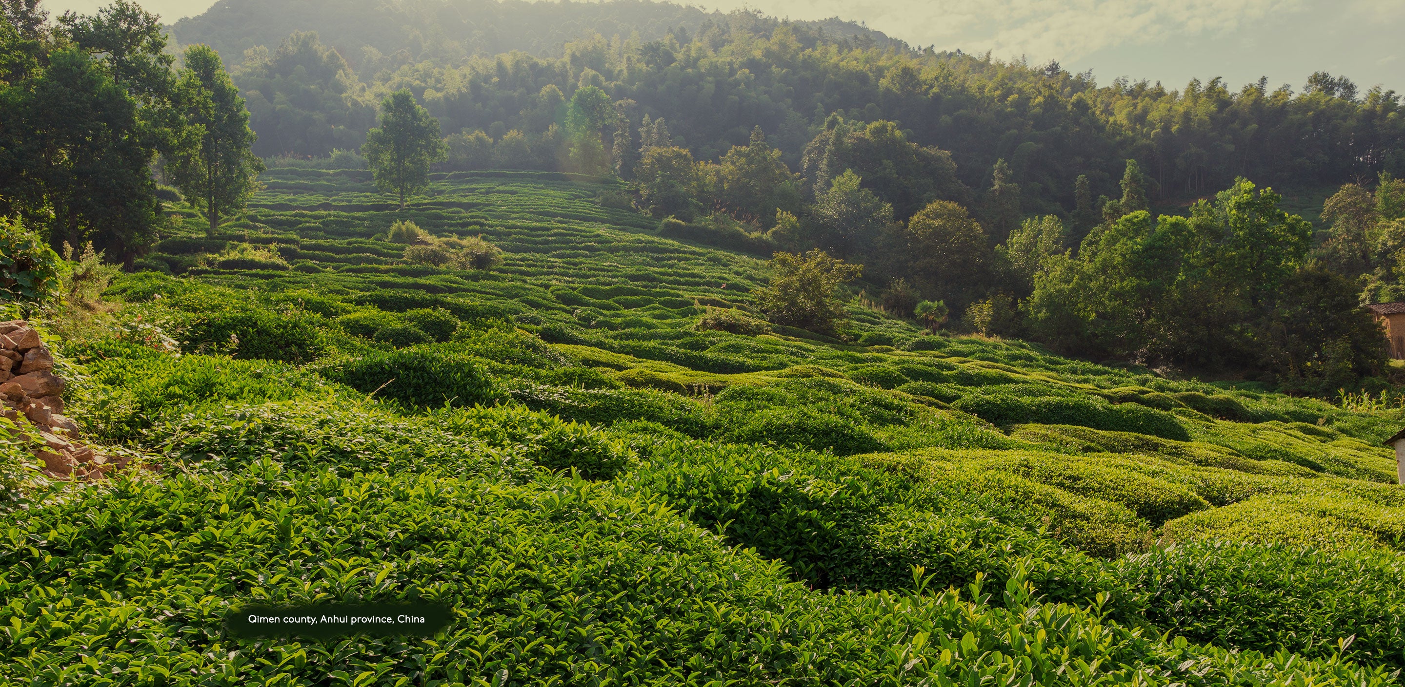 Keemun Black Tea - The Most Common Rare Tea You’ve Been Drinking