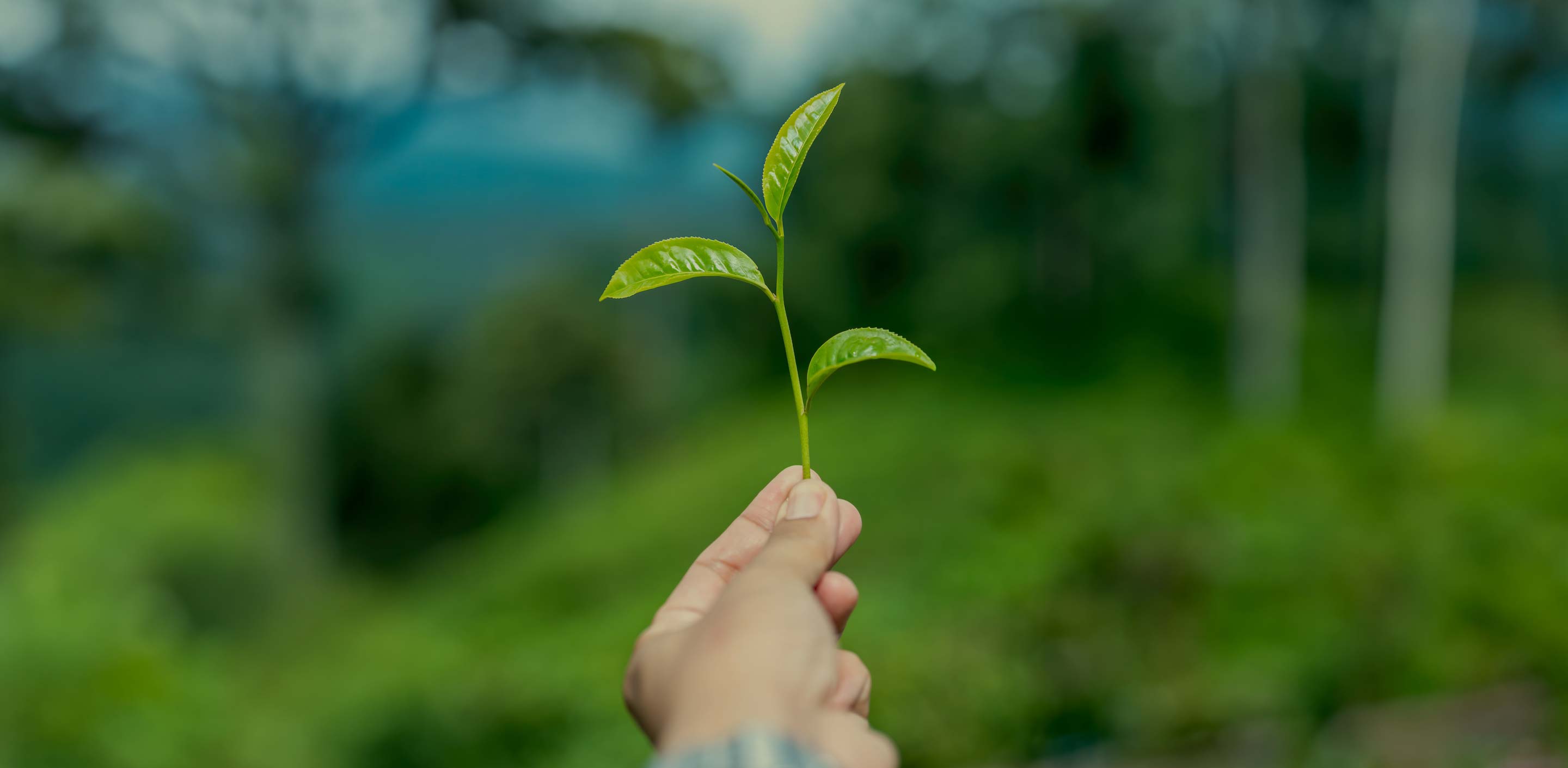 August 2023 Tea Offerings & News