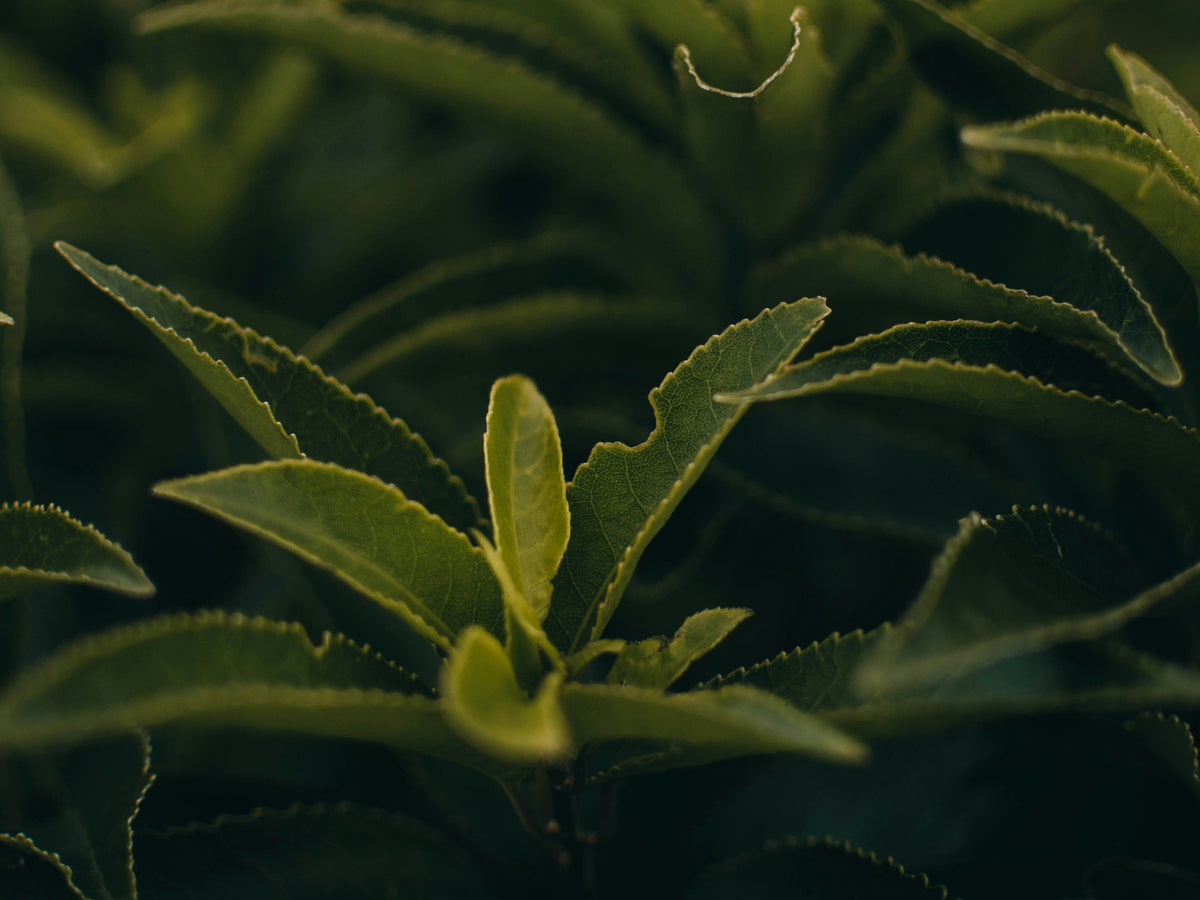 Tea is Always Camellia Sinensis - Or is it?